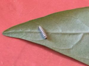 11011531_10205938577995983_3079387637948970831_n