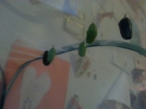 11168026_10206566441092168_1712133323949639736_n