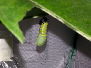 11223951_10206317296823717_8037806076335386895_n