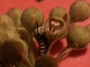 11738115_10205963803586607_5191108572126602747_n