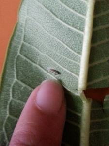 11742999_10205933365145665_4214627235924320134_n